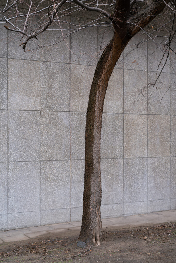 crooked tree in front of a wall
